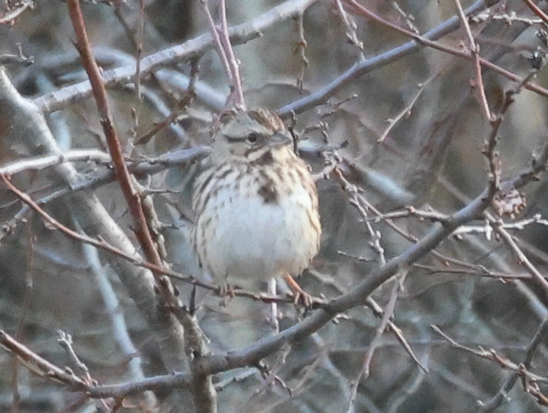 Ötücü Serçe - ML644574082