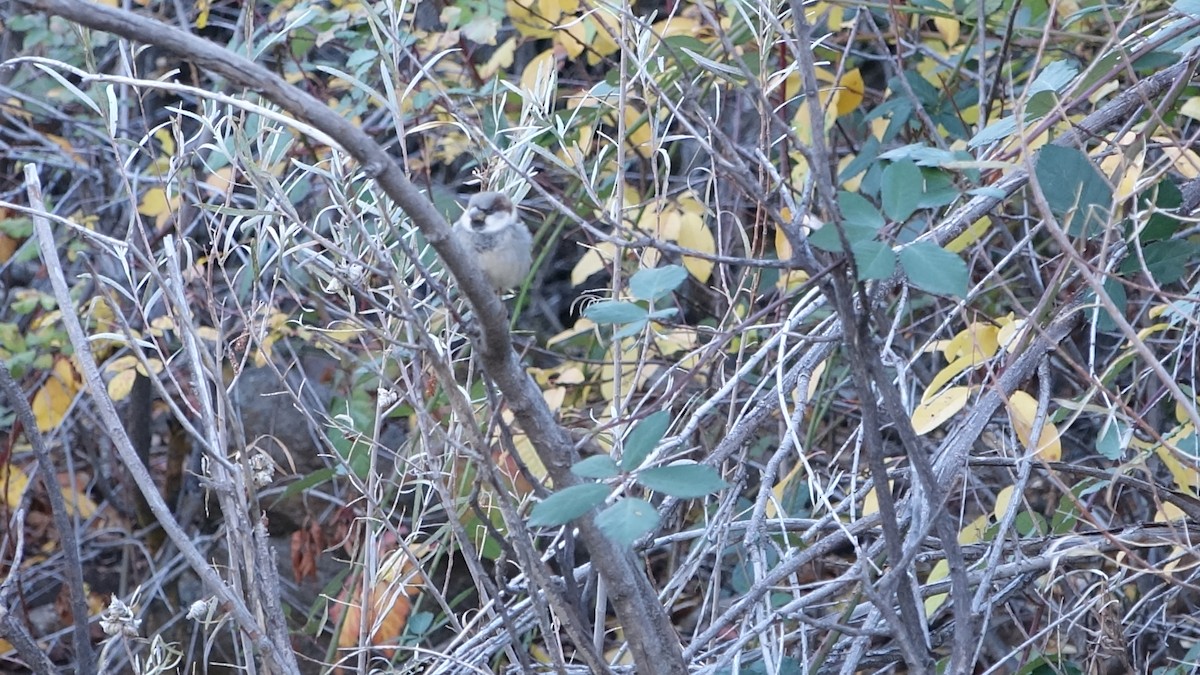House Sparrow - ML644574084