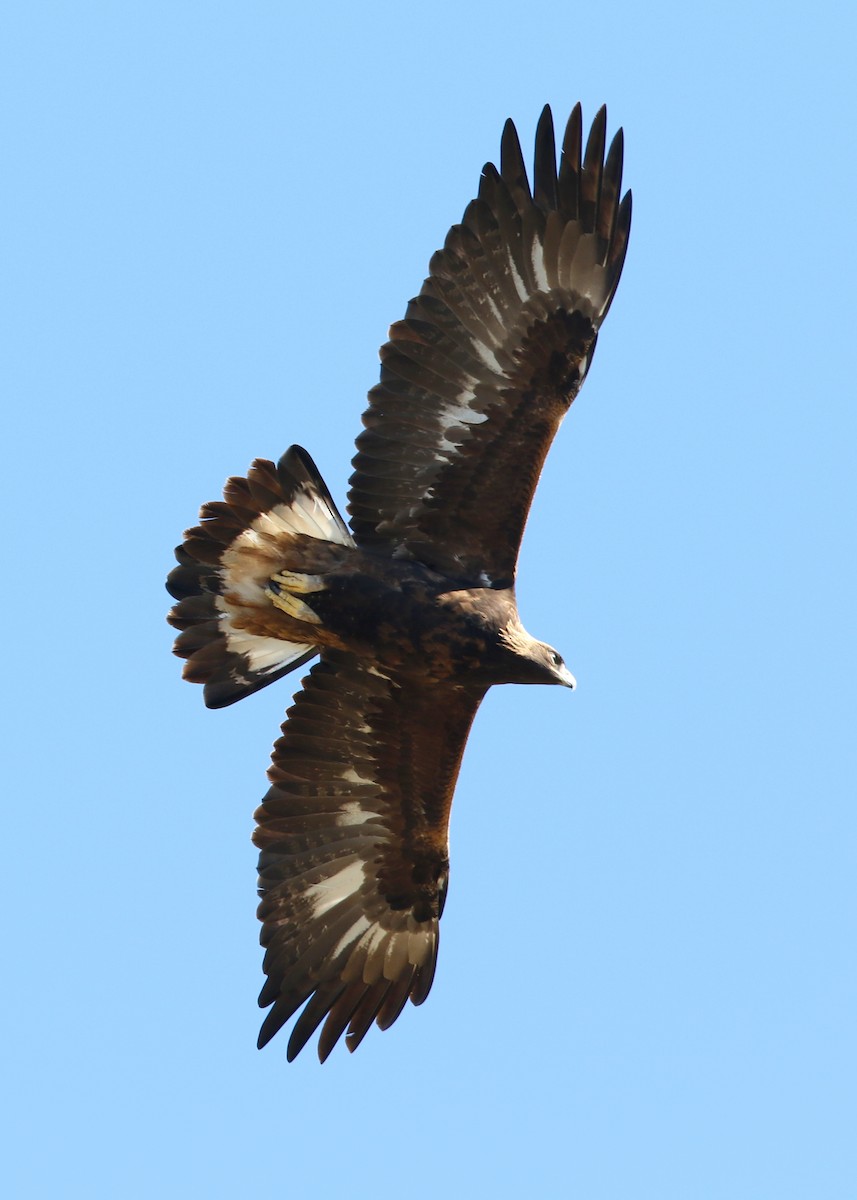 kongeørn - ML644574088