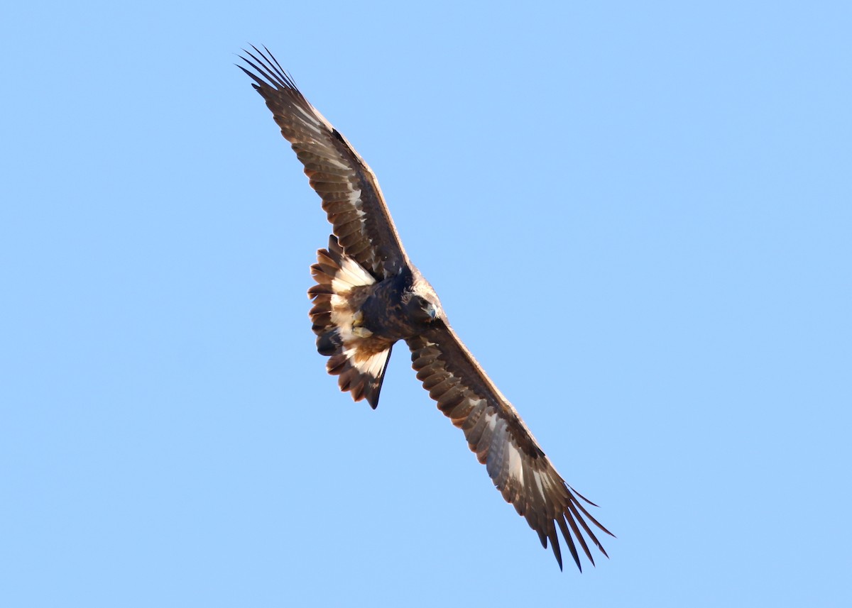 kongeørn - ML644574089