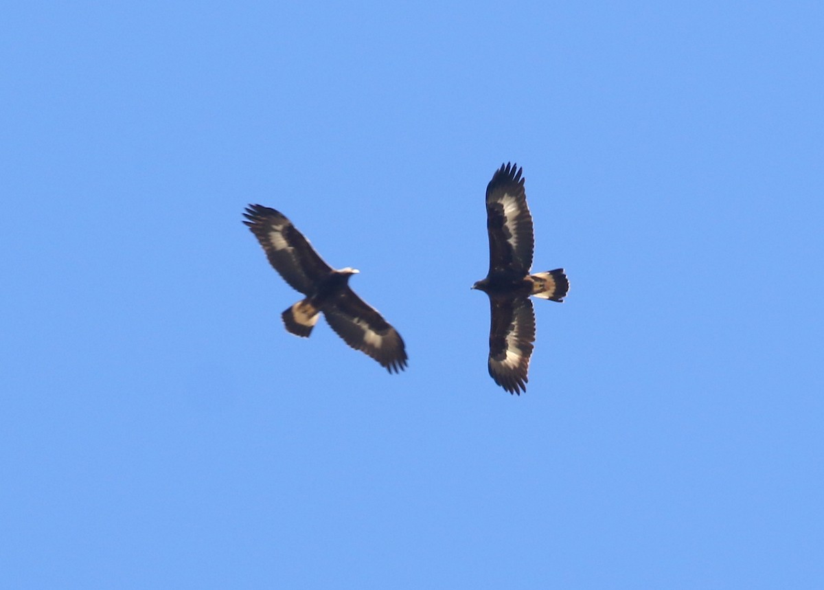 kongeørn - ML644574091