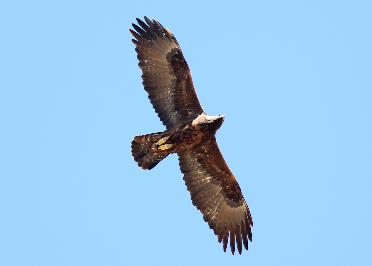 kongeørn - ML644574094