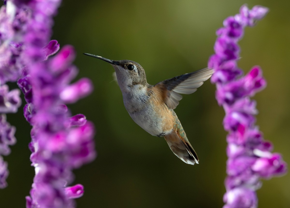Rufous Hummingbird - ML644574095