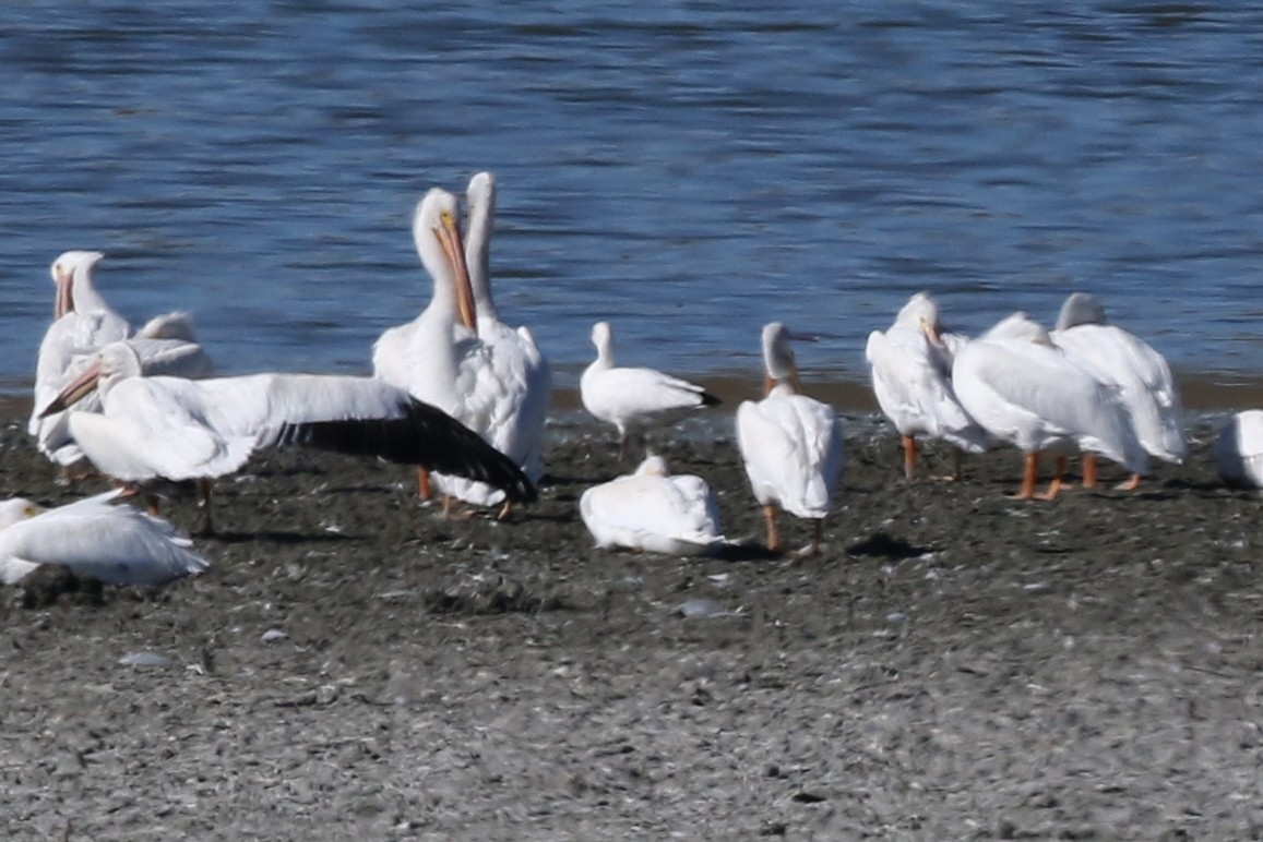 Snow Goose - ML644574096