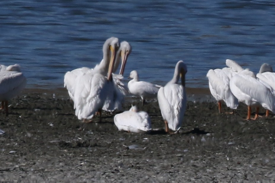 Snow Goose - ML644574097