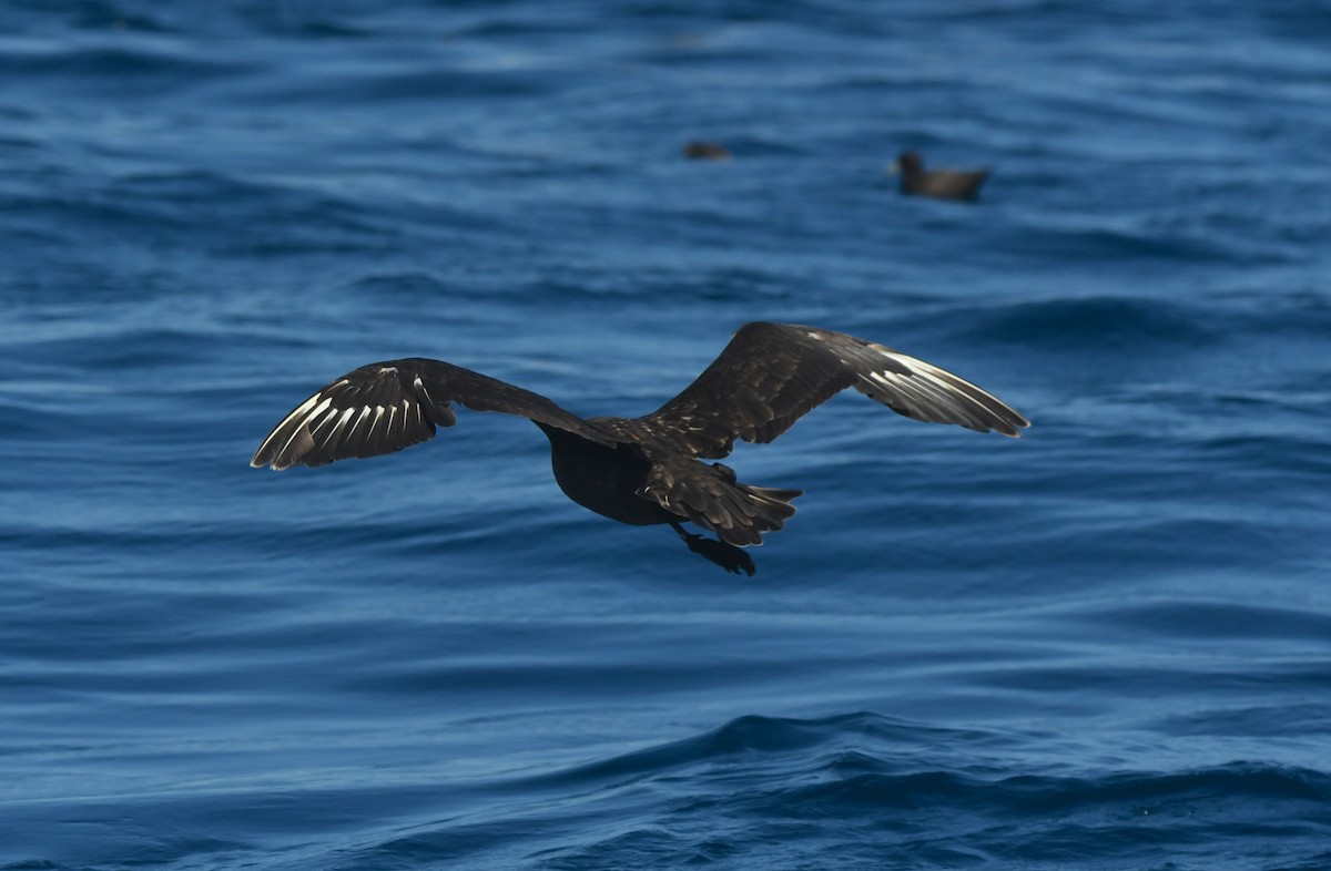Brown Skua (Subantarctic) - ML644574100