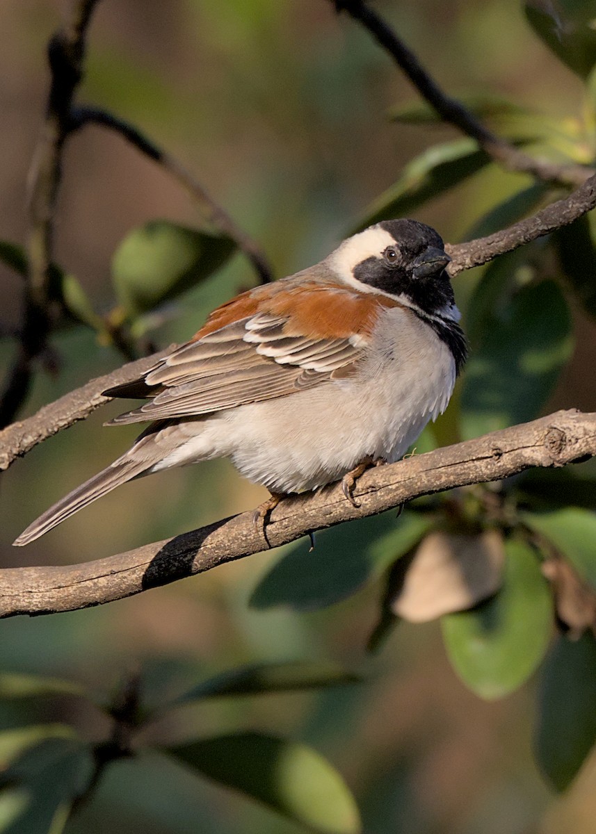 Cape Sparrow - ML644574104