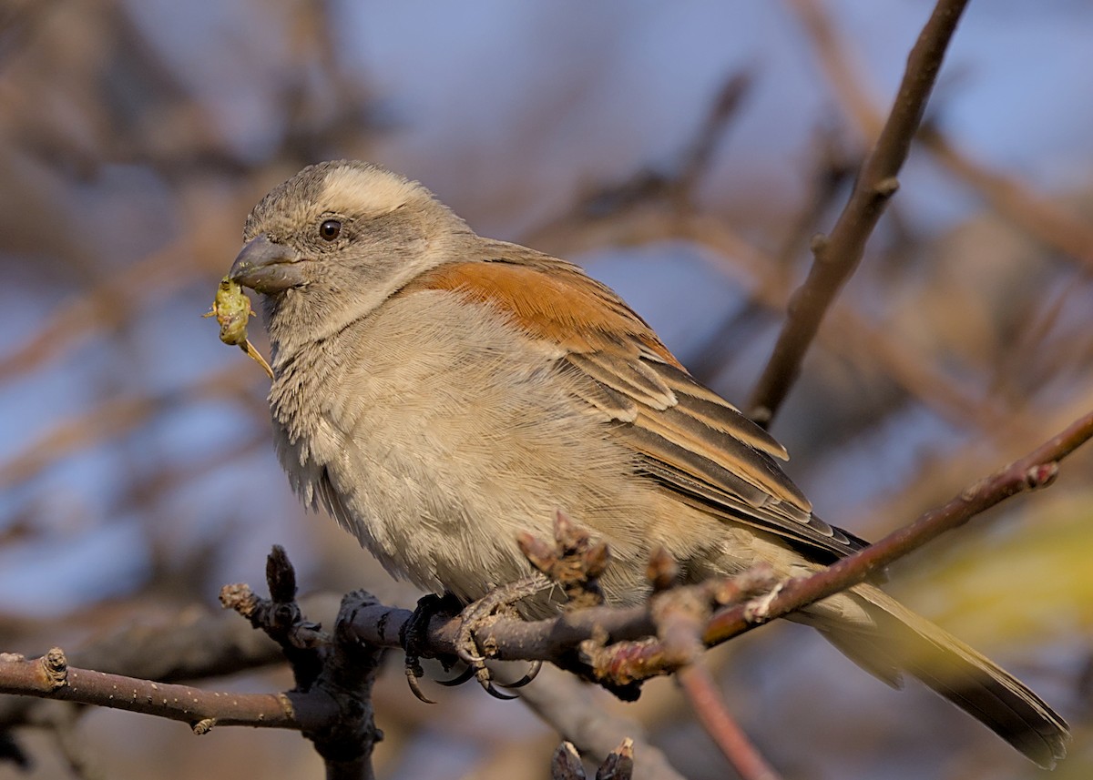 Cape Sparrow - ML644574105