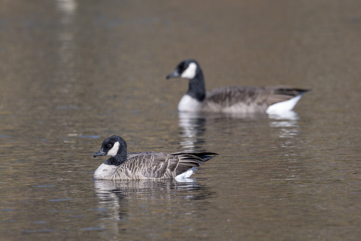 Cackling Goose - ML644574106