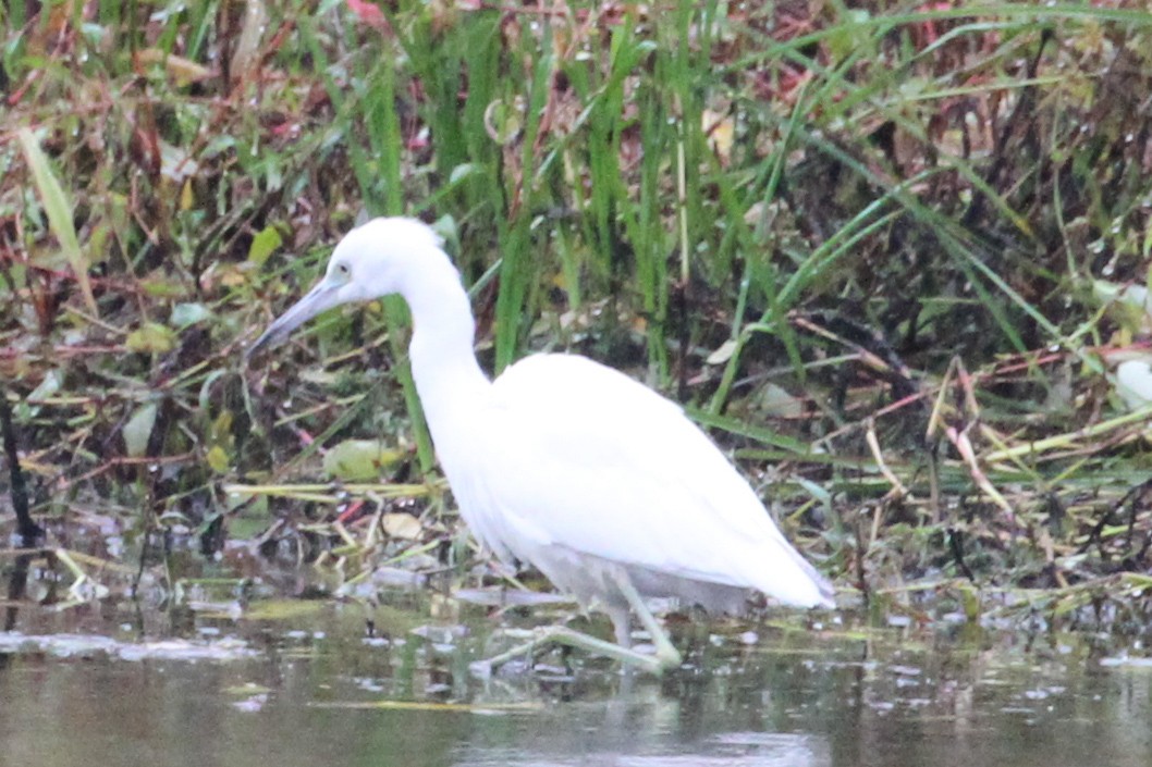 Blaureiher - ML644574107