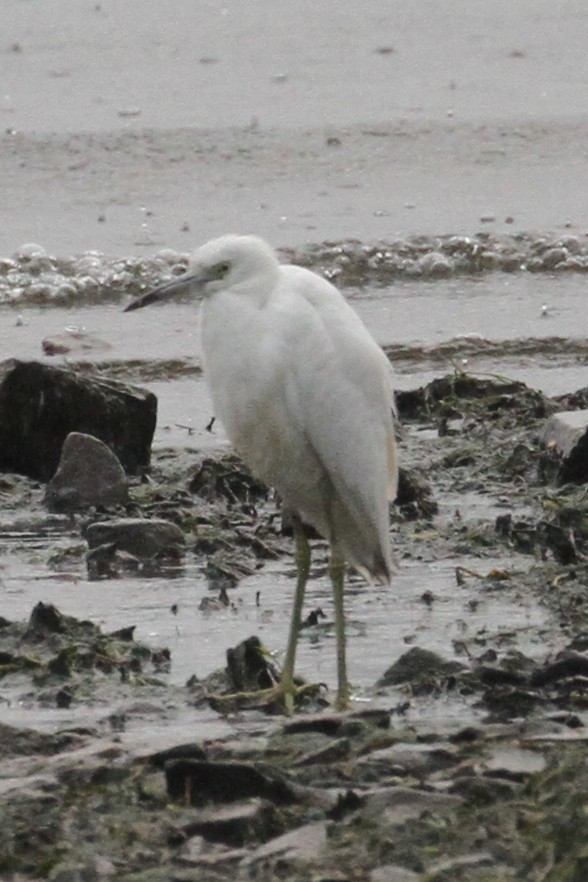 Little Blue Heron - ML644574108