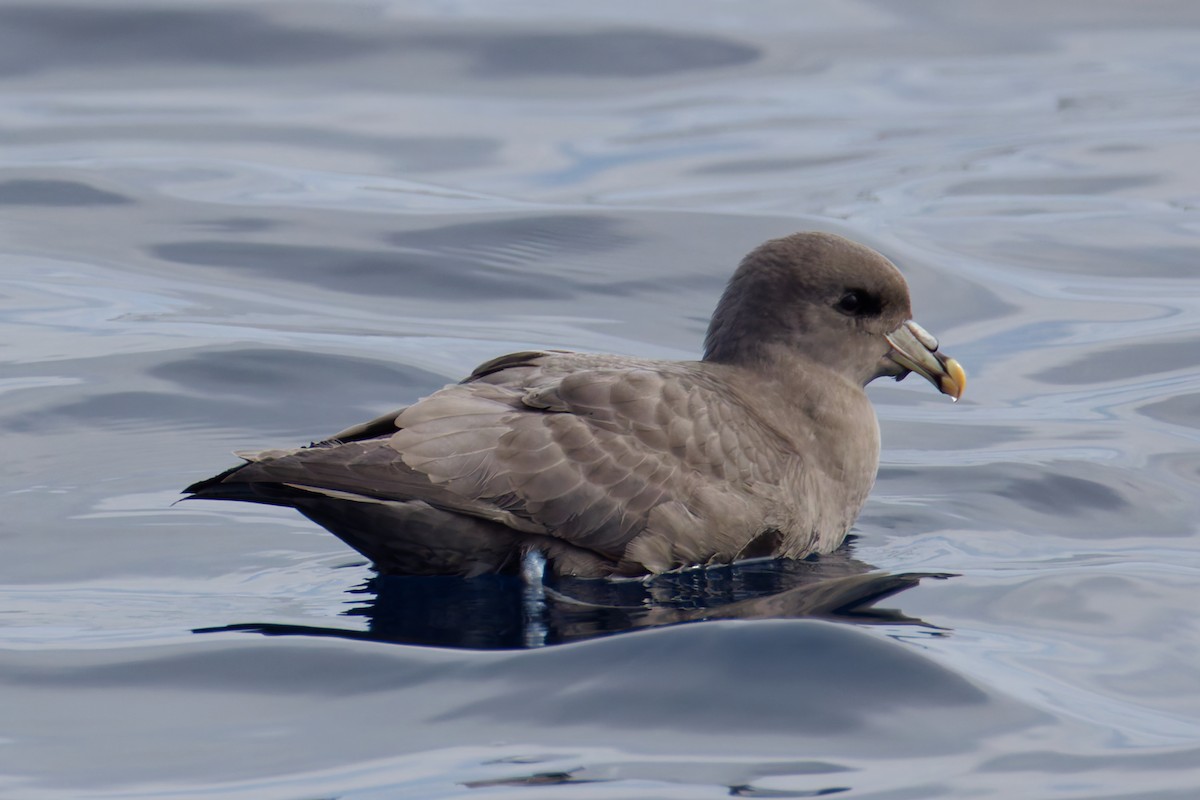 Буревісник кочівний - ML644574110
