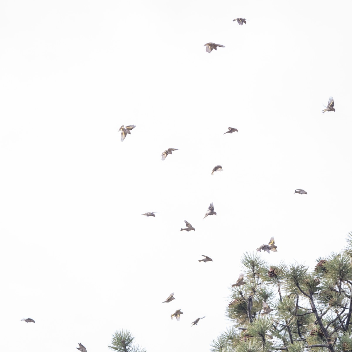 stripesisik - ML644574112