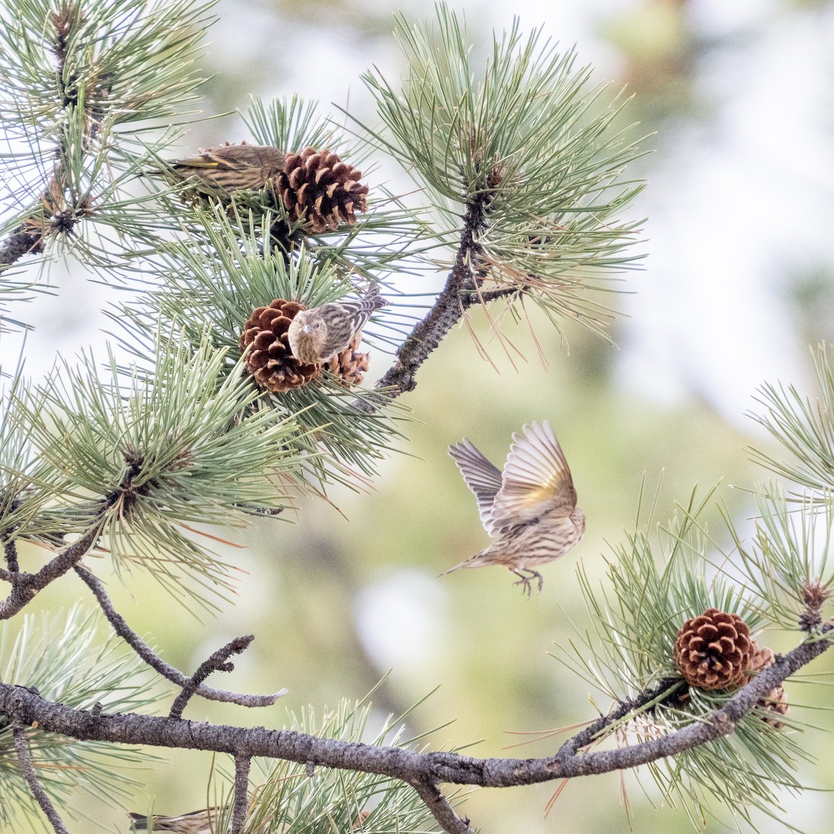 stripesisik - ML644574113