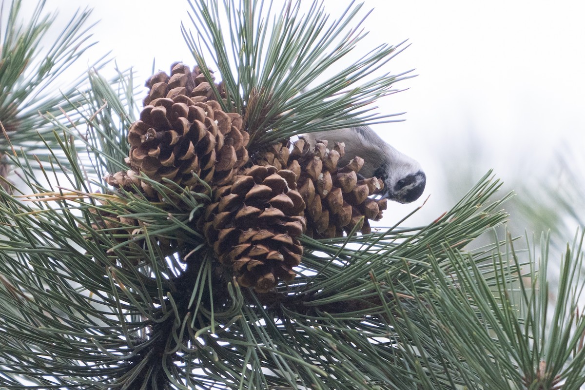 bergmeis - ML644574116