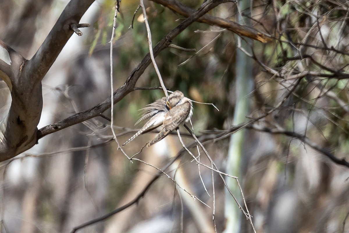 Бледная кукушка - ML644574120