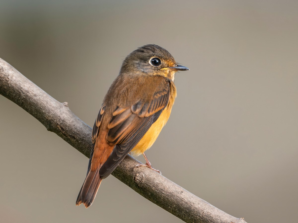 Rostschnäpper - ML644574124