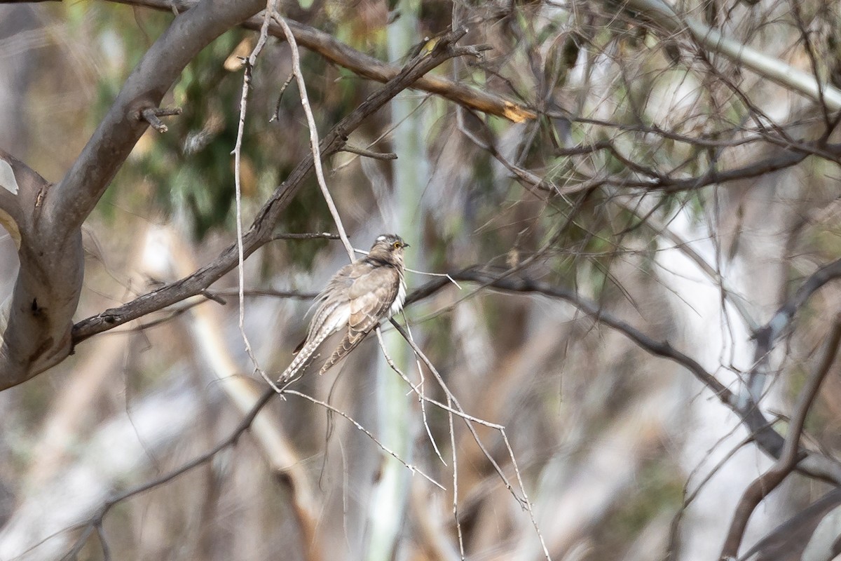 Бледная кукушка - ML644574127