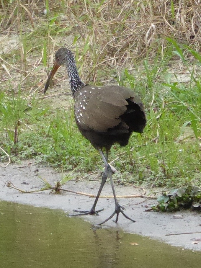 kurlan chřástalovitý - ML644574128