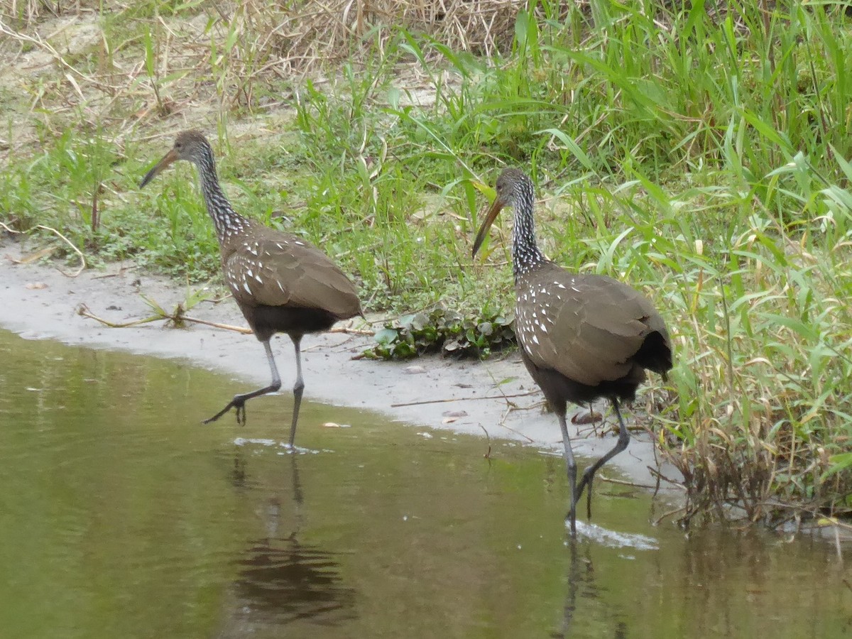 kurlan chřástalovitý - ML644574129