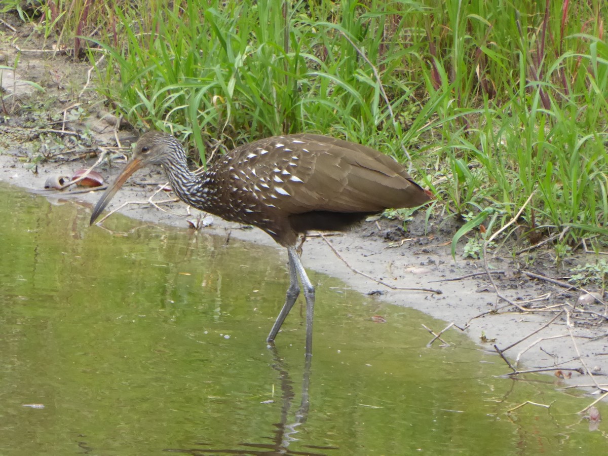 kurlan chřástalovitý - ML644574131