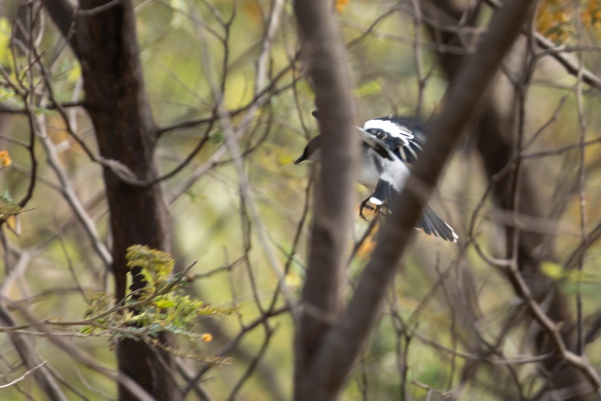 White-winged Triller - ML644574133