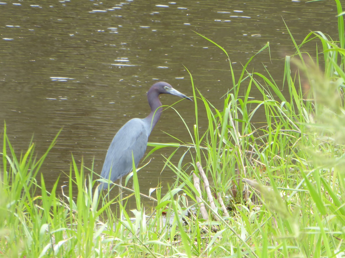 volavka modrošedá - ML644574138