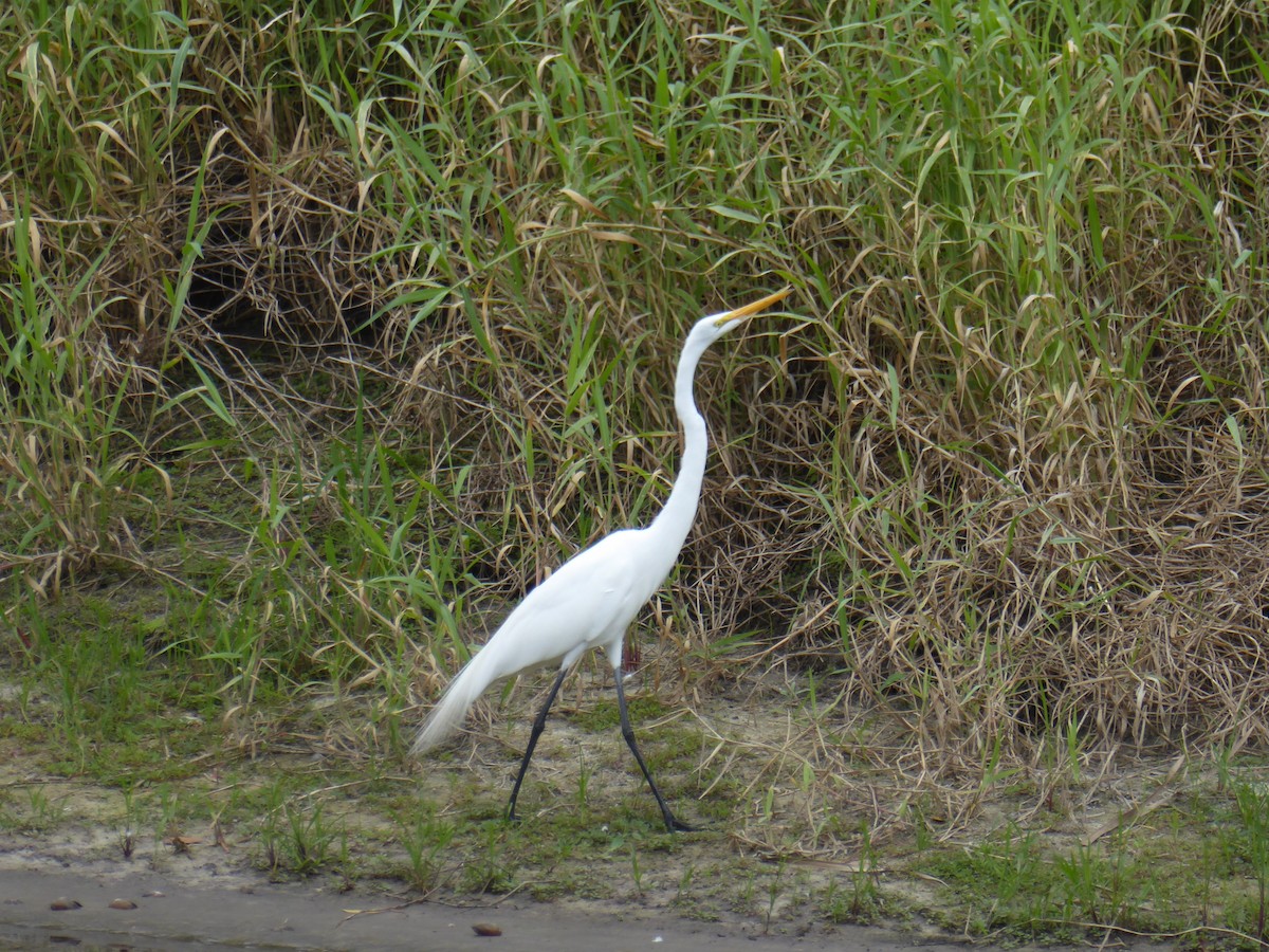 volavka bílá - ML644574139