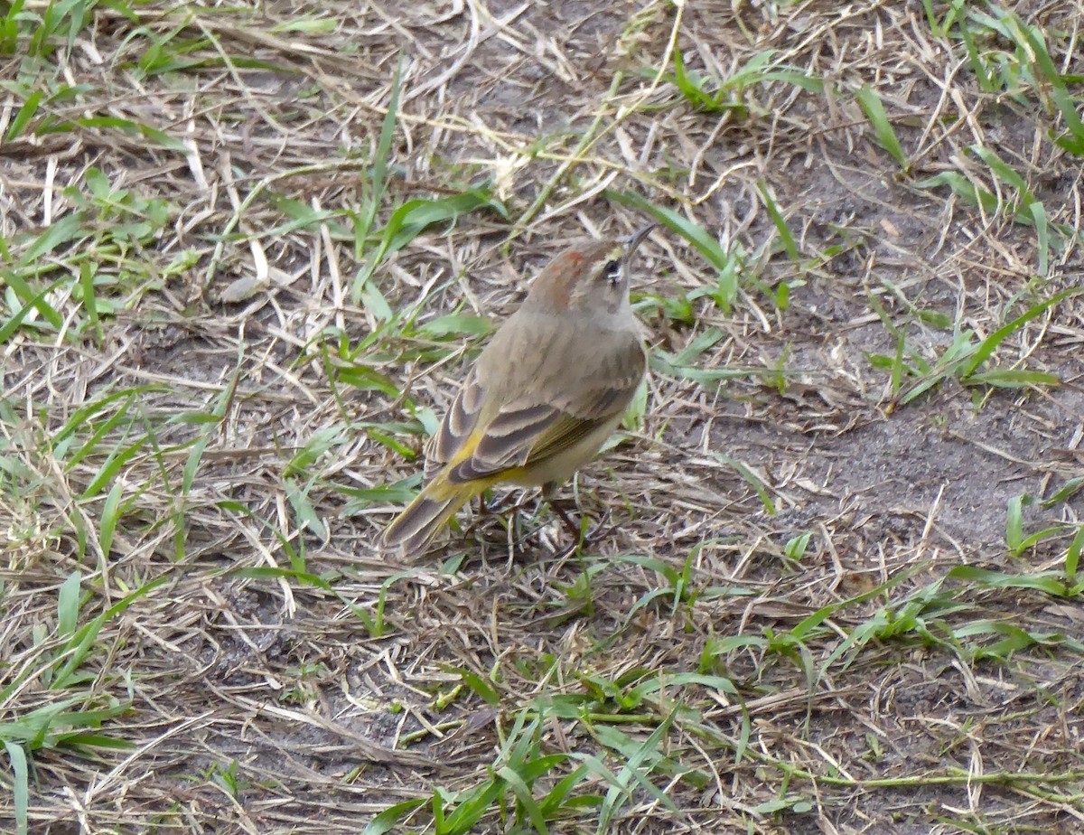 lesňáček bažinný - ML644574147