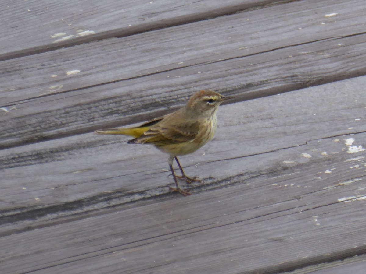 lesňáček bažinný - ML644574148