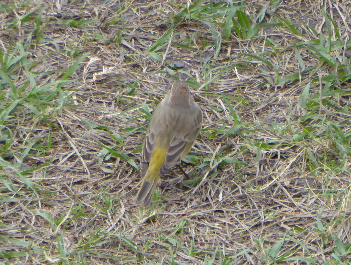 lesňáček bažinný - ML644574149