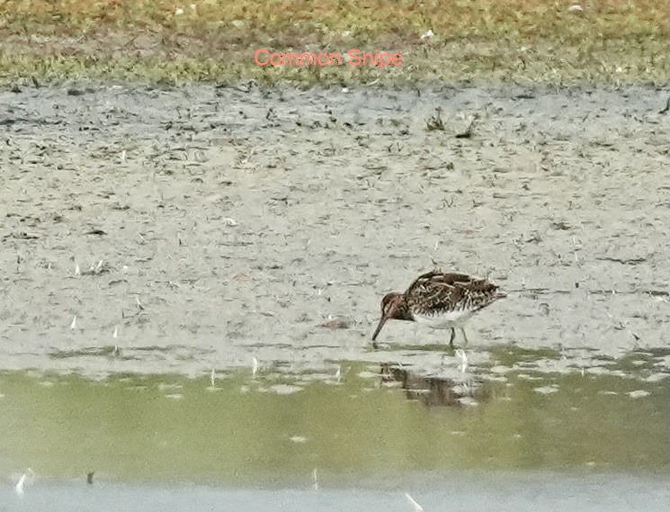 Agachadiza Común - ML644574155