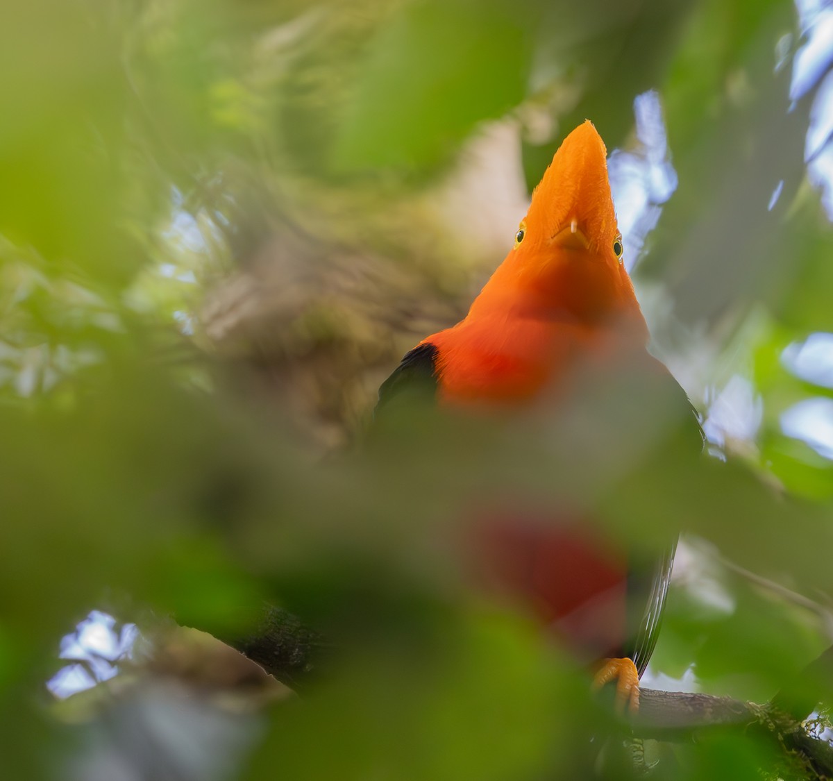 Andean Cock-of-the-rock - ML644574157