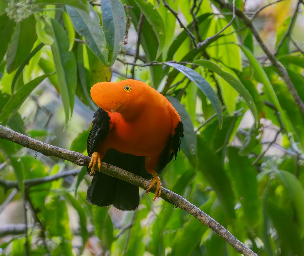 Andean Cock-of-the-rock - ML644574158