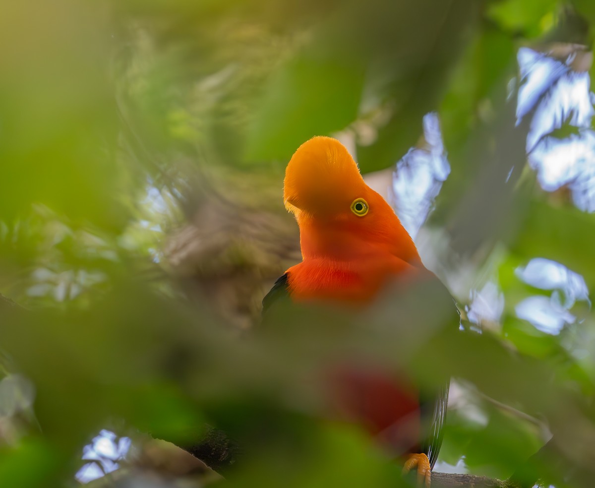 Andean Cock-of-the-rock - ML644574159