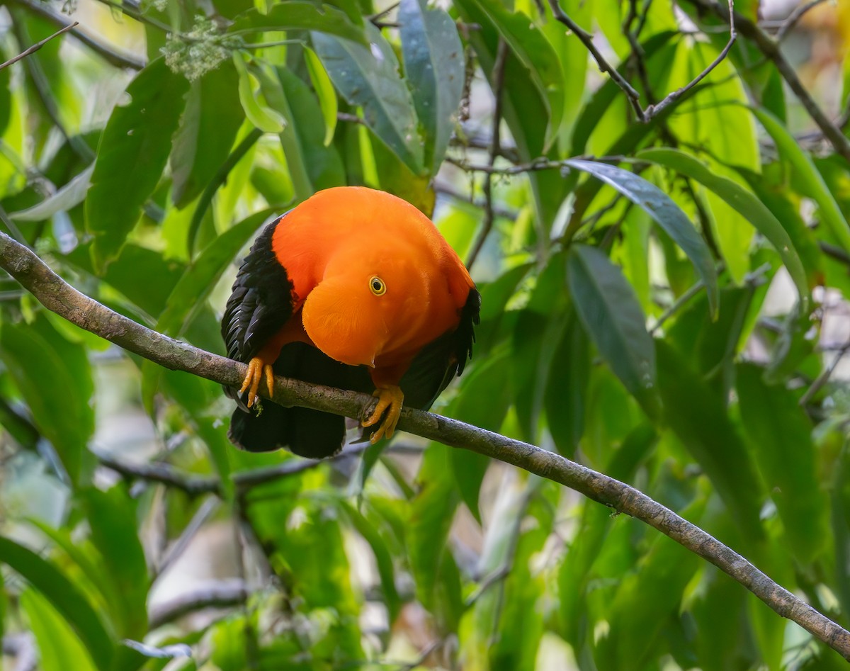 Andean Cock-of-the-rock - ML644574160