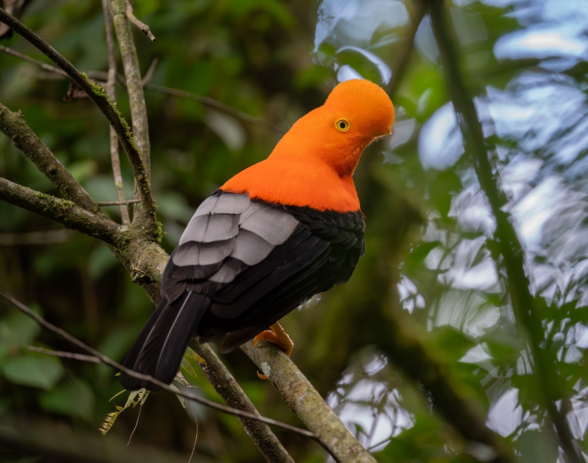 アンデスイワドリ - ML644574161