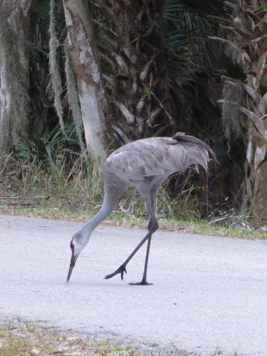 jeřáb kanadský - ML644574164