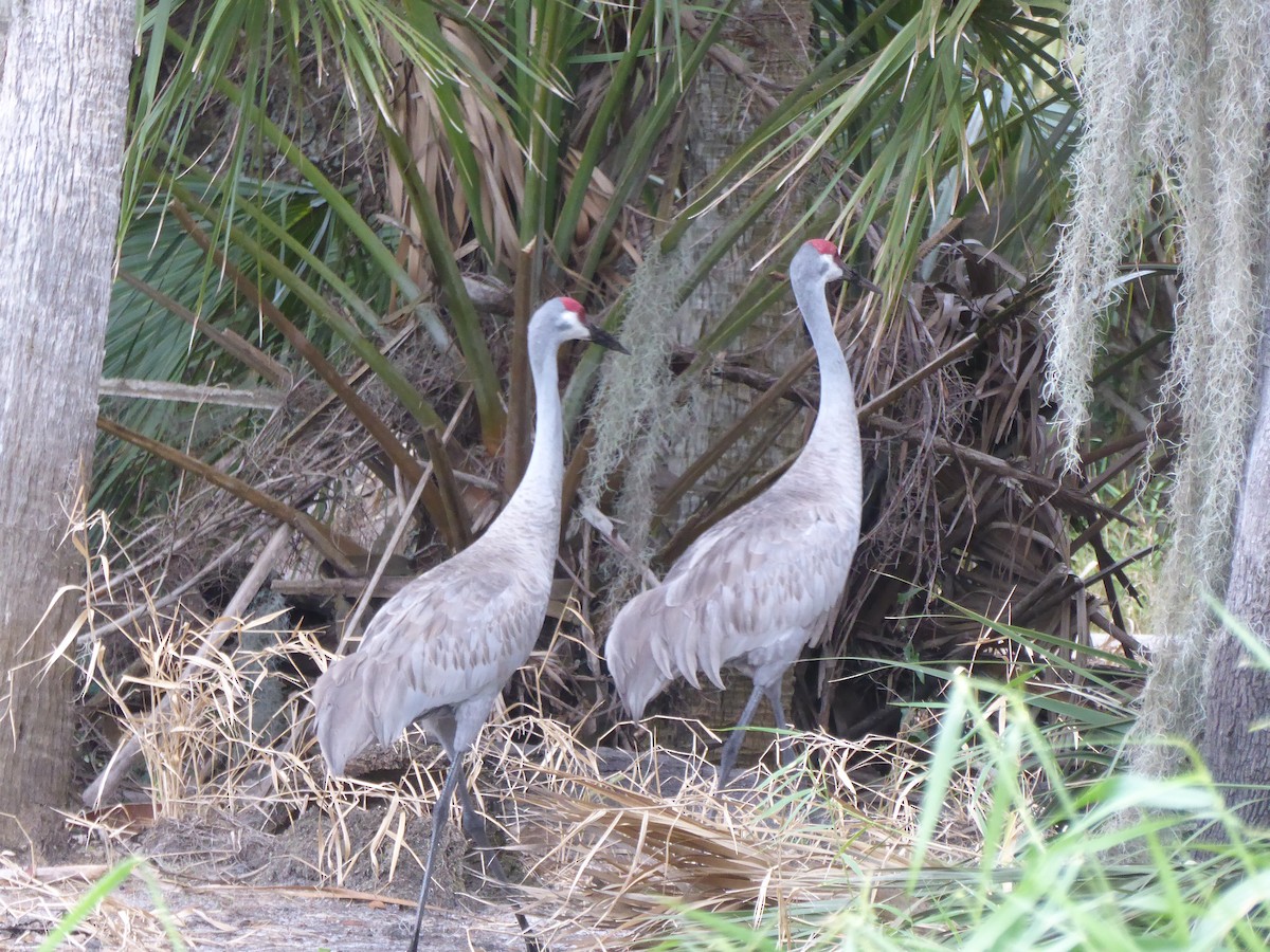 jeřáb kanadský - ML644574165