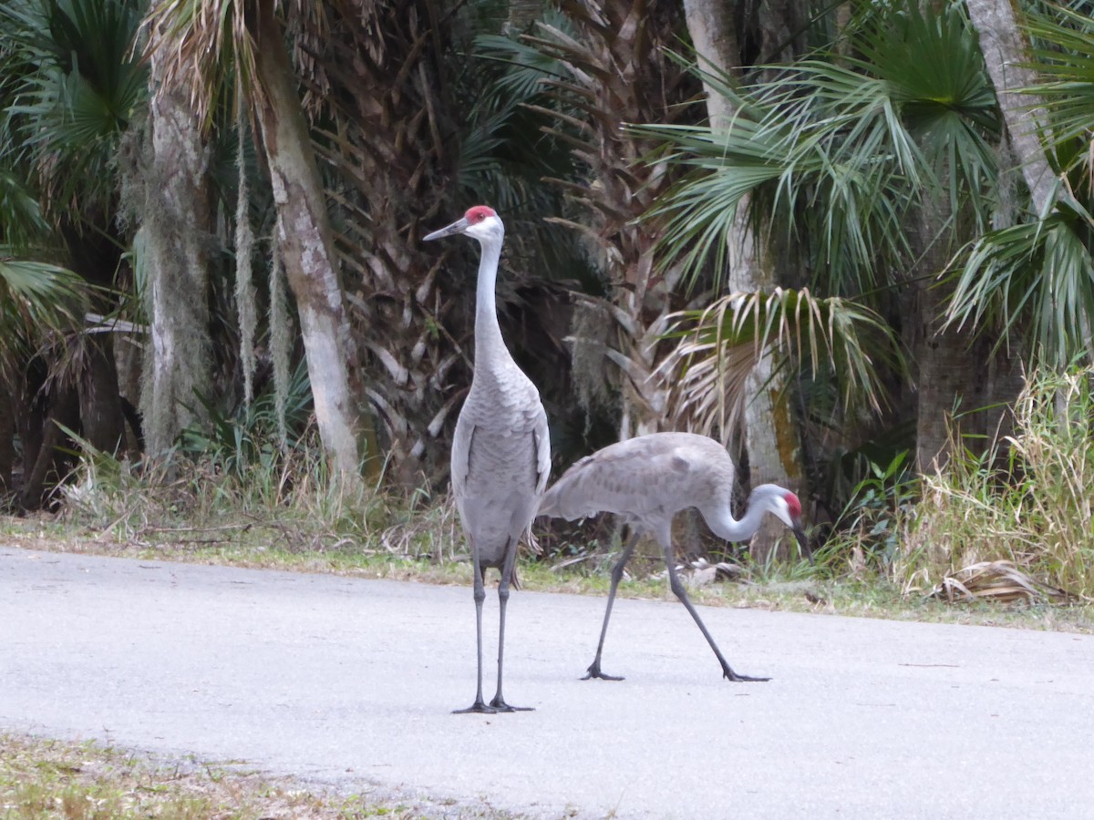 jeřáb kanadský - ML644574166