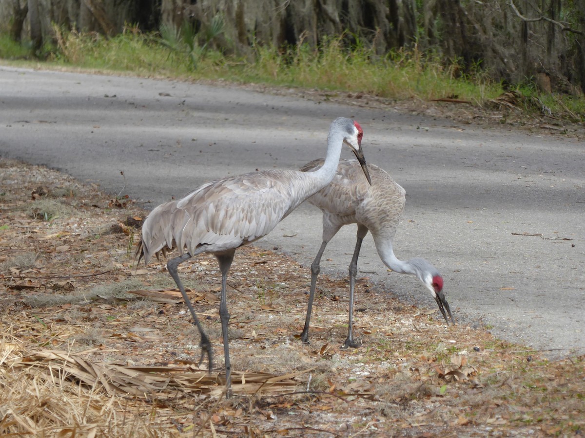 jeřáb kanadský - ML644574167