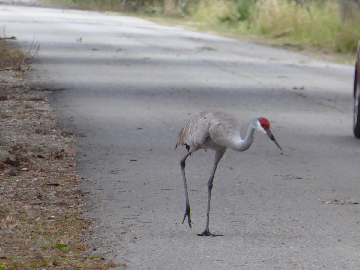 jeřáb kanadský - ML644574168