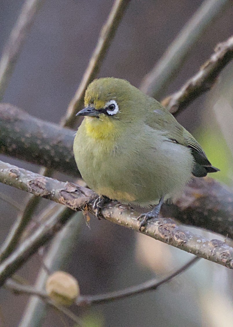 Kap Gözlükçüsü - ML644574172