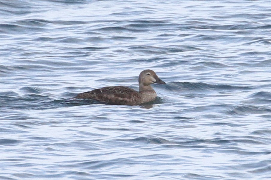 Prachteiderente - ML644574177