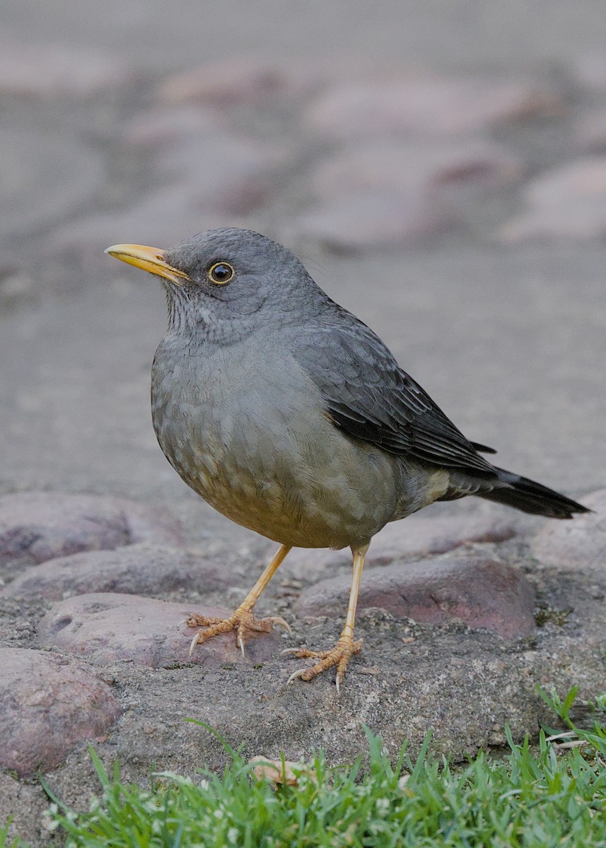 Каруйский дрозд - ML644574179