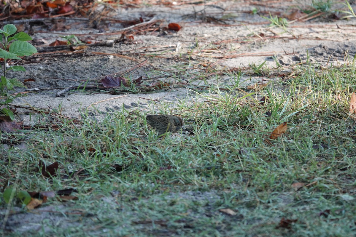 Lincoln's Sparrow - ML644574184
