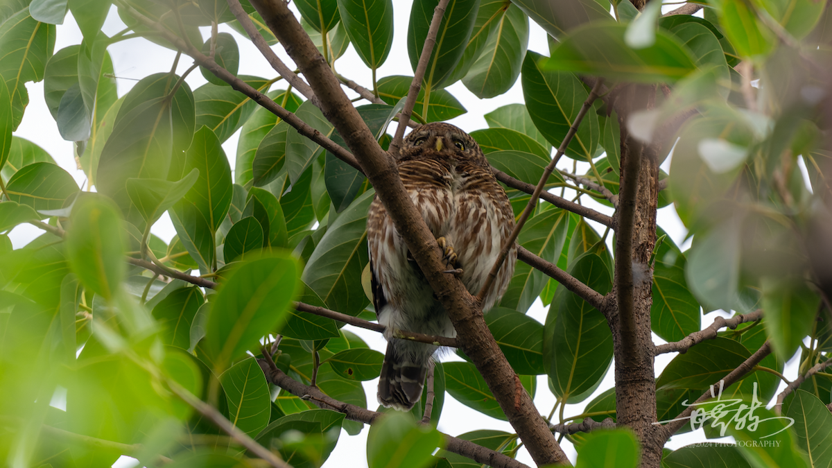 Asian Barred Owlet - ML644574198
