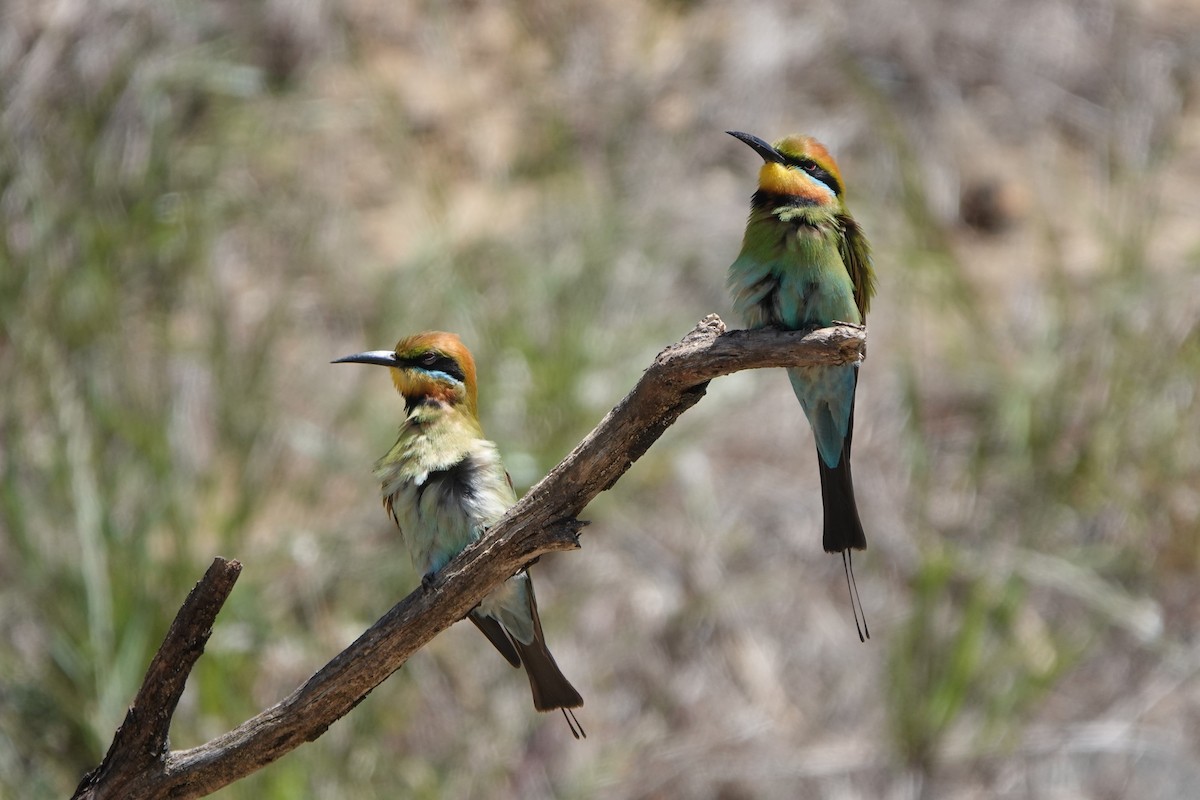 regnbuebieter - ML644574199