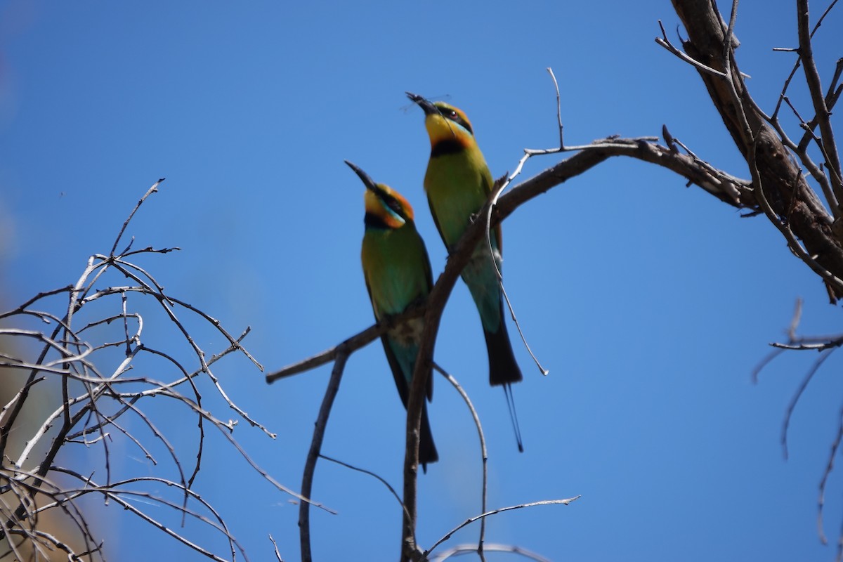 regnbuebieter - ML644574200