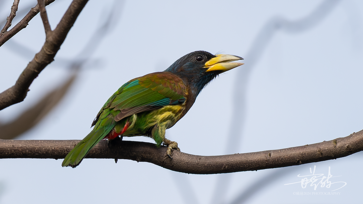 himalayaskjeggfugl - ML644574202